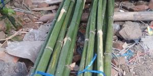 Bamboo Poles 12 Feet Tall