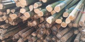 Bamboo Poles, 12 Feet Tall Super Top