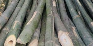 Bamboo Poles 16 Feet Tall