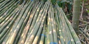 Bamboo Poles 20 Feet Tall