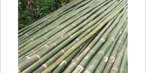 Bullet Bamboo Poles