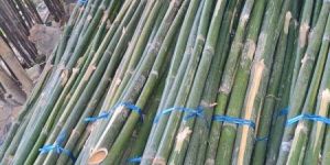 Deluxe Bamboo Poles