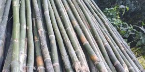 Super Bamboo Poles
