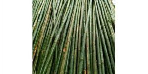 Bamboo Poles 28 Feet Tall