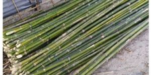 Bamboo Poles, 8 Feet Tall Super Top