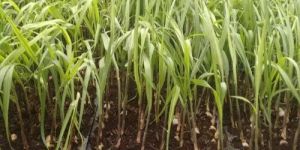 Sugarcane Plants