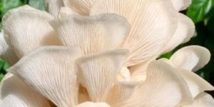 Fresh Oyster Mushroom