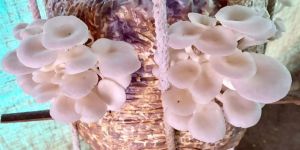 Oyster Mushroom
