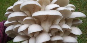 White Oyster Mushroom