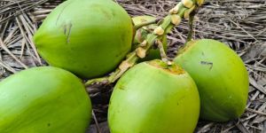 Green Tender Coconut