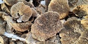 Dried Sponge Mushroom