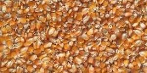 Yellow Maize Seeds