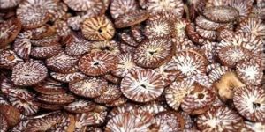 Dried Betel Nut
