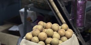 Fresh Chikoo Fruit