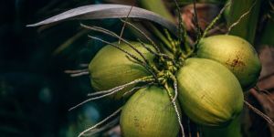 Coconut