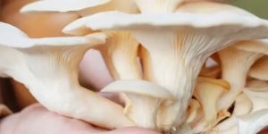 Fresh Oyster Mushroom