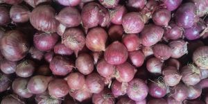 Nasik Red Onion