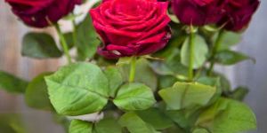 Dutch Rose Flower