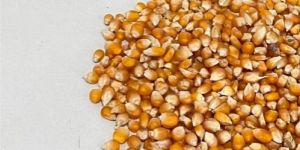 Popcorn Maize