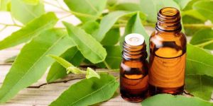 Eucalyptus Oil