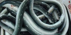 FROZEN BLACK EEL FISH