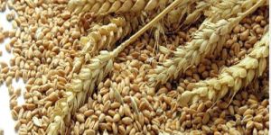Wheat