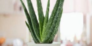 Aloe Vera Plant (Medium)