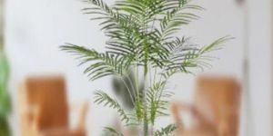 Areca Palm Plant