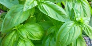 Basil Seeds