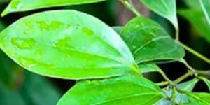 Cinnamon Plant