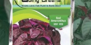 Hybrid Amaranthus Red Seeds