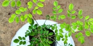 Moringa (Drumstick) Plant