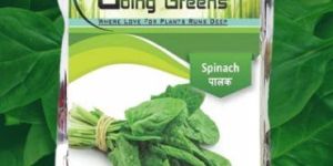 Open Pollinated Spinach Seeds (Palak)