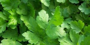 Parsley Seeds