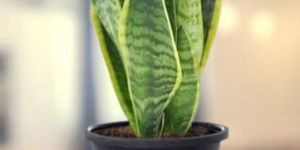 Snake Plant