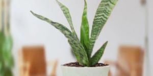 Snake Plant, Sansevieria Trifasciata Hahnii Long