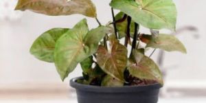 Syngonium Bronze Plant