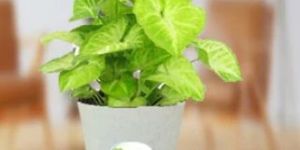 Syngonium Green Plant