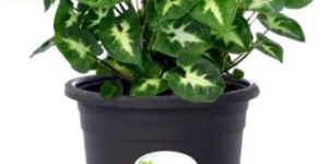 Syngonium Mini Pixie Plant