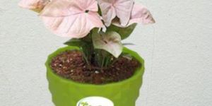 Syngonium Pink Plant