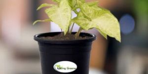 Syngonium White Plant