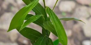 Tej Patta Plant (Bay Leaf)