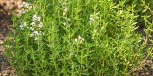 Thyme Seeds