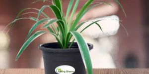 Zamioculcas Zamiifolia Plant