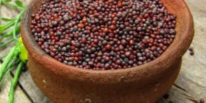 Mustard Seeds