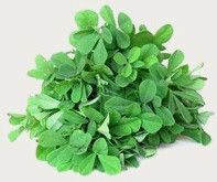 Fenugreek Leaves