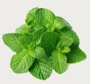 Mint Leaves
