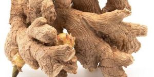Dried Ginger