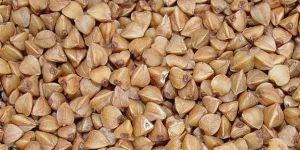Buckwheat