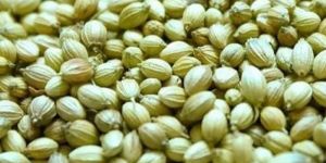 Coriander Seeds